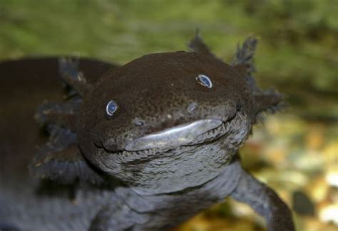 11 Awesome Axolotl Facts Mental Floss