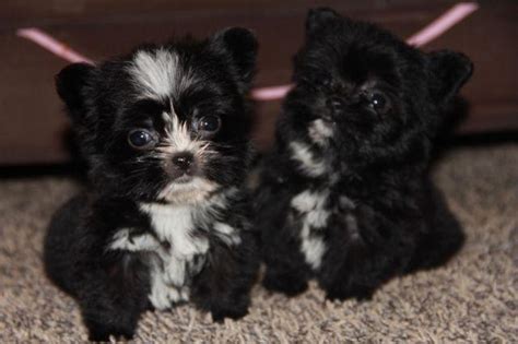 Puppy avenue is your one stop source for a wide selection of morkie puppies for sale in california, san diego and southern california. Tiny Teacup Morkie Puppies , CKC Registered , Beautiful ...