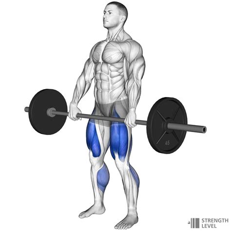 Deadlift Standards For Men And Women Lb Strength Level