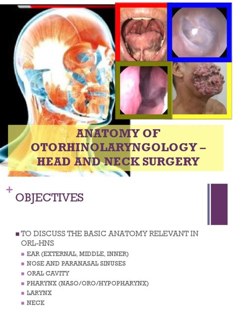 Anatomy Of Otorhinolaryngology Head And Neck Surgery