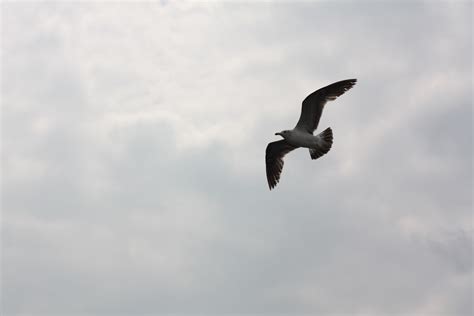Free Images Bird Wing Sky Seabird Seagull Gull Flight