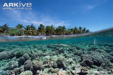 Blacktip Reef Shark Habitat