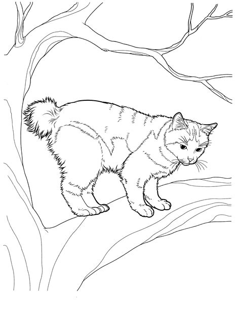 Cat8 Cats Coloring Pages For Teens And Adults Cat Coloring Page
