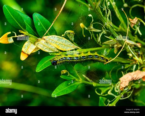 Box Tree Caterpillar Eating The Green Leave Of A Box Hedge And