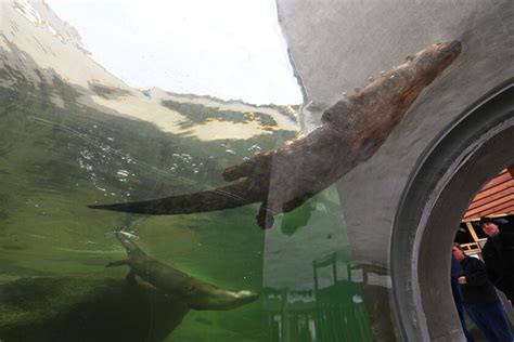 New River Otter Exhibit Opens At Pine Grove Zoo Ted Dave And Dewie