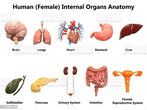 Female Internal Organs Anatomy Stock Photo Download Image Now Heart