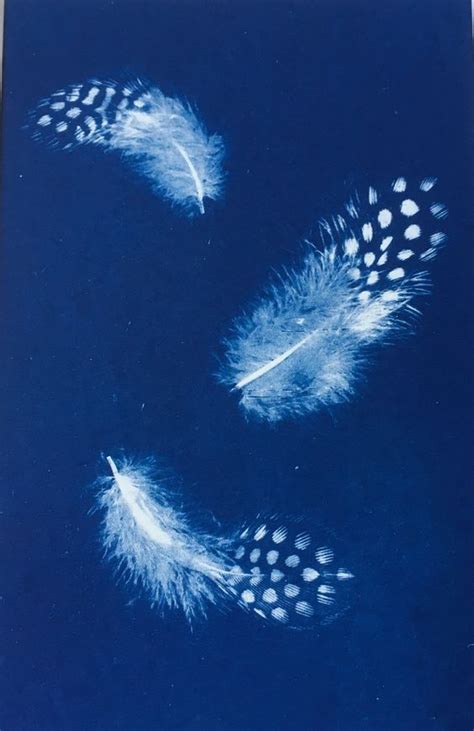 How To Make A Diy Cyanotype Sun Print Wonder Forest