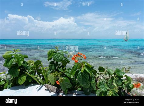 Overview Of The Caribbean Sea Bushes With Flowers And A Sailboat On A