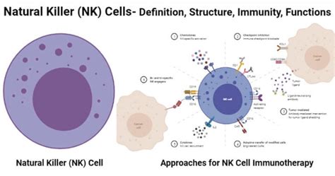 Natural Killer NK Cells Definition Structure Immunity Functions