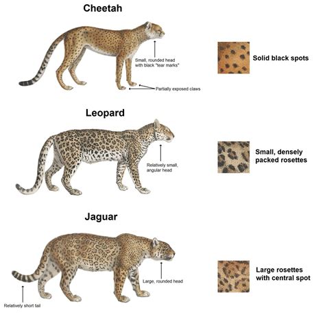 Jaguarleopardcheetah Jaguar Animal Jaguar Leopard Jaguar