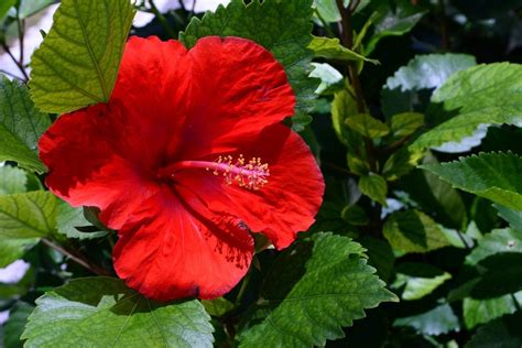 Tropical Plants For Zone Caring For Tropical Plants In Zone 9 Gardens