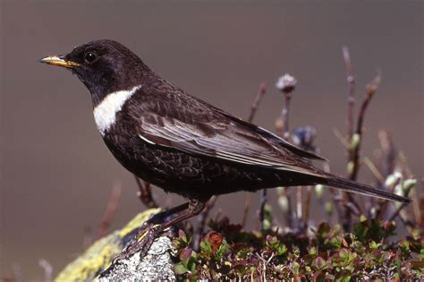 Pin auf Erkennung Vögel