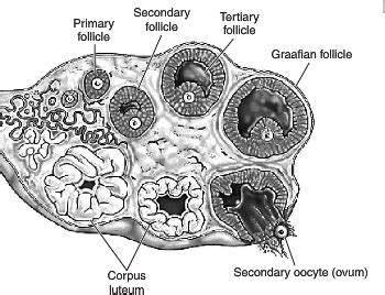 Draw A Sectional View Of Human Ovary And Label The Different Follicular Images