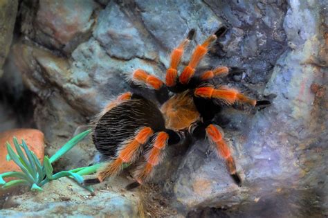 Keeping And Caring For Pet Mexican Red Knee Tarantulas Red Knee