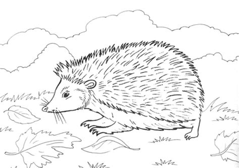 Search through 623,989 free printable colorings at getcolorings. Hedgehog On Grass coloring page | SuperColoring.com