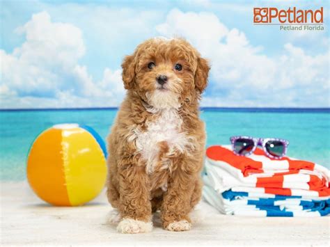 There are no euro goldendoodle puppies currently available, but we do have upcoming litters you might be interested in! Petland Florida has Mini Goldendoodle puppies for sale ...