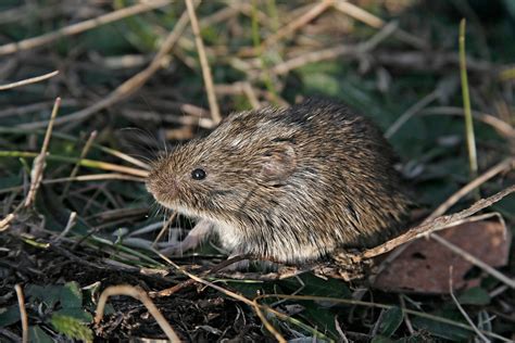 Small Rodents Mice And Voles Species Diversity In Naliboki Forest