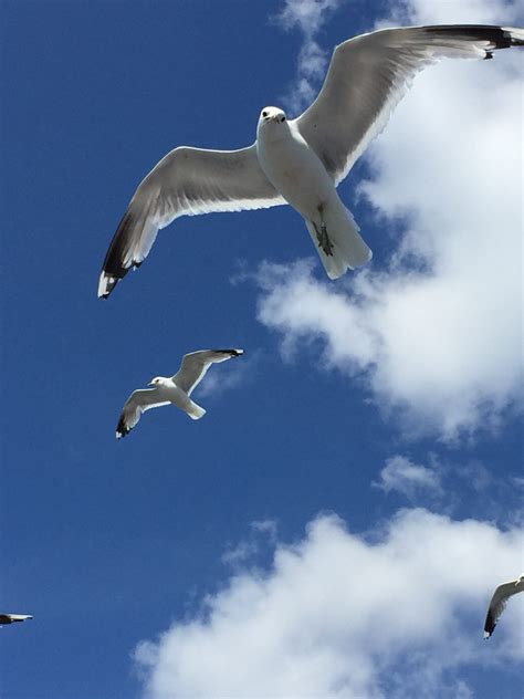 Free Images Bird Wing Seabird Beak Flight Blue Sky Seagulls