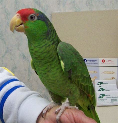 Mexican Red Head Amazon Parrot Olathe Animal Hospital In Olathe Ks