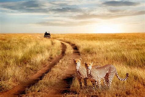 10 Beautiful Serengeti National Park Images