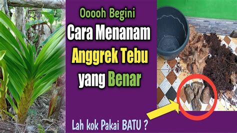 Cara Menanam Anggrek Tebu Dalam Pot Yang Benar Youtube