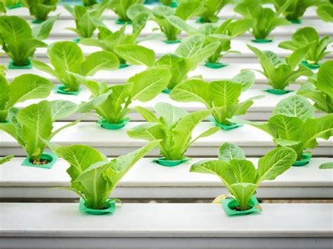Growing Plants Indoors With Hydroponics