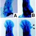 Cell Aggregates Grafted On Limb Stumps Longitudinal Sections Of Cell