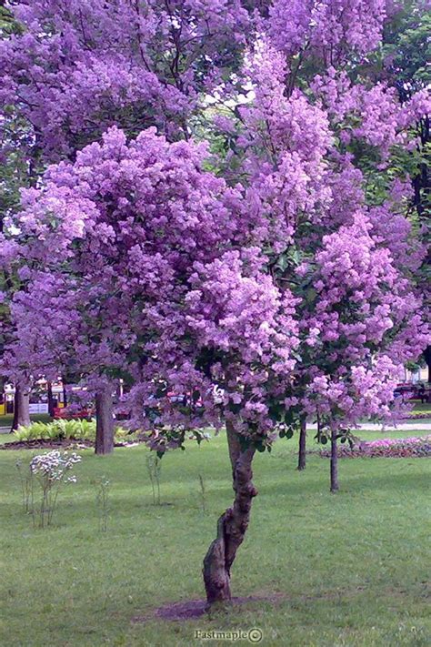 Stunning Trees In Purple Purple Trees Flowering Trees Purple Flowers