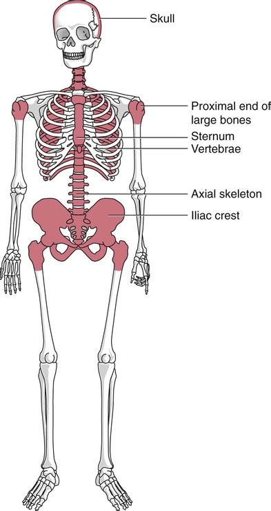 Red Bone Marrow Located Anatomy