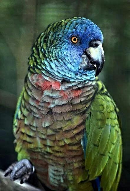Amazona Versicolor Parrot Saint Lucias National Bird