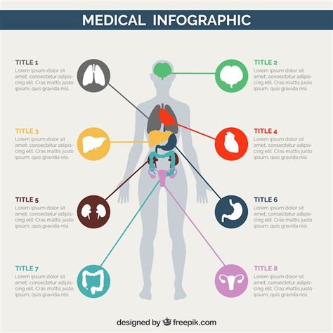 Infographies Médical Du Corps Humain Vecteur Gratuite