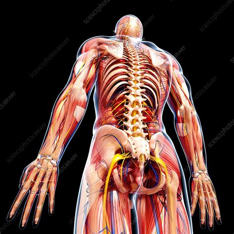 See more ideas about anatomy, anatomy reference, anatomy drawing. Male anatomy, artwork - Stock Image - F008/0942 - Science ...