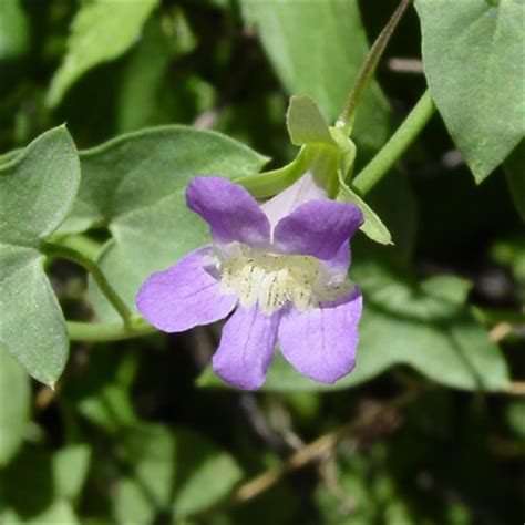 Frpa resource evaluation heads 2 to 3 cm wide • flowers pink to purple. Maurandella antirrhiniflora - Roving Sailor, Violet ...
