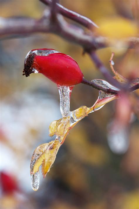 무료 이미지 나무 자연 분기 감기 사진술 꽃잎 서리 야생 생물 얼음 봄 빨간 생기게 하다 가을 날씨