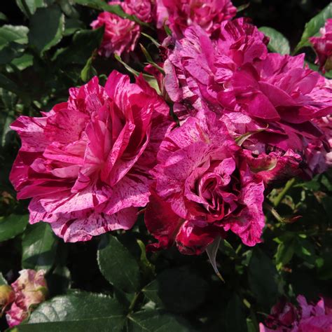 Purple Tiger Rose Striped Floribunda Style Roses