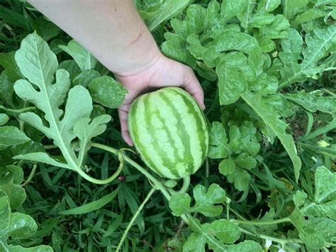 Growing First Watermelon From Seeds We Have 3 Watermelon Plants Vining