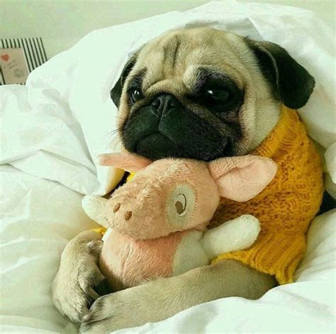 Image In Cute And Cuddly Collection By Lauren Cute Pug Puppies Pug