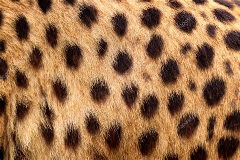 What Color Is A Cheetahs Fur Colorxml