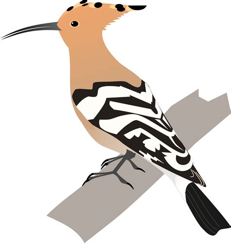Image 2000px Common Hoopoesvgpng All Birds Wiki Fandom Powered
