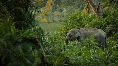 Papeis De Parede 2560x1440 Elefante Jungle Naturaleza Baixar Imagens