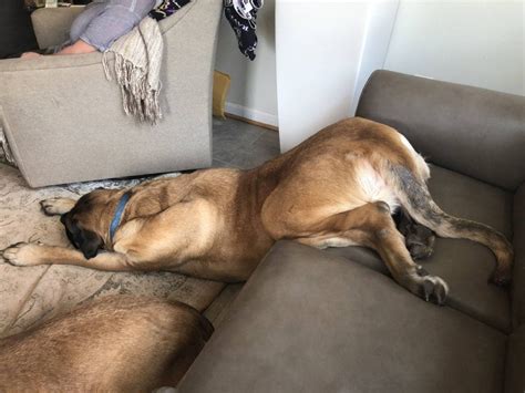 10 Hilarious Photos Of Dogs Sleeping In Weird Positions Beopeo