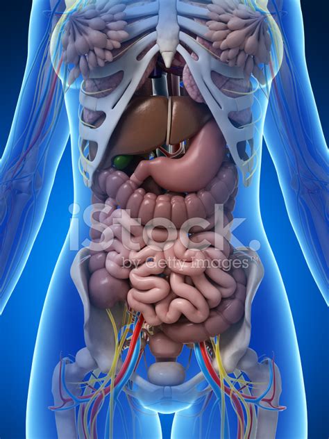 Find the perfect female anatomy diagram stock illustrations from getty images. Female Anatomy Intestines Stock Photos - FreeImages.com