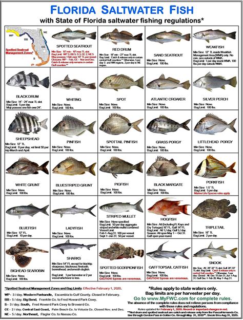 Sea Fish Size Limits 2019