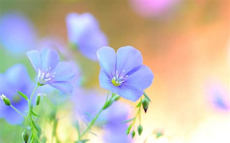 55 Light Blue Flower