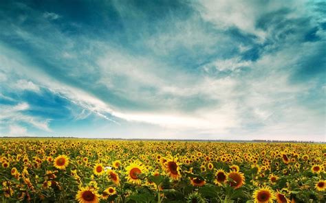 Wonderful Field Full With Sunflowers Nature Hd Wallpaper