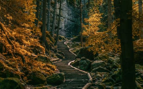 Path Stairs Dark Forest Germany Nature Landscape