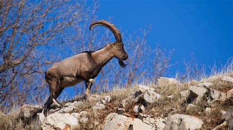 Kurdistan Region Wildlife In Fear Of Extinction As Poaching Continues