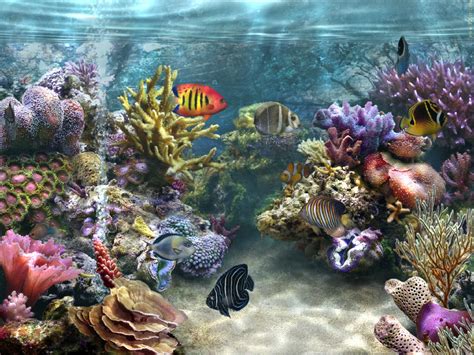 3d Wallpaper Live Fisch Aquarium 50 3d Aquarium Wallpaper On