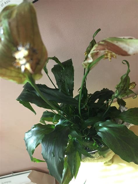 We did not find results for: Ask a Question forum: Peace Lily Dying? - Garden.org