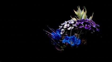 Tiny Studio For Macro Flower Photography Rebecca Li